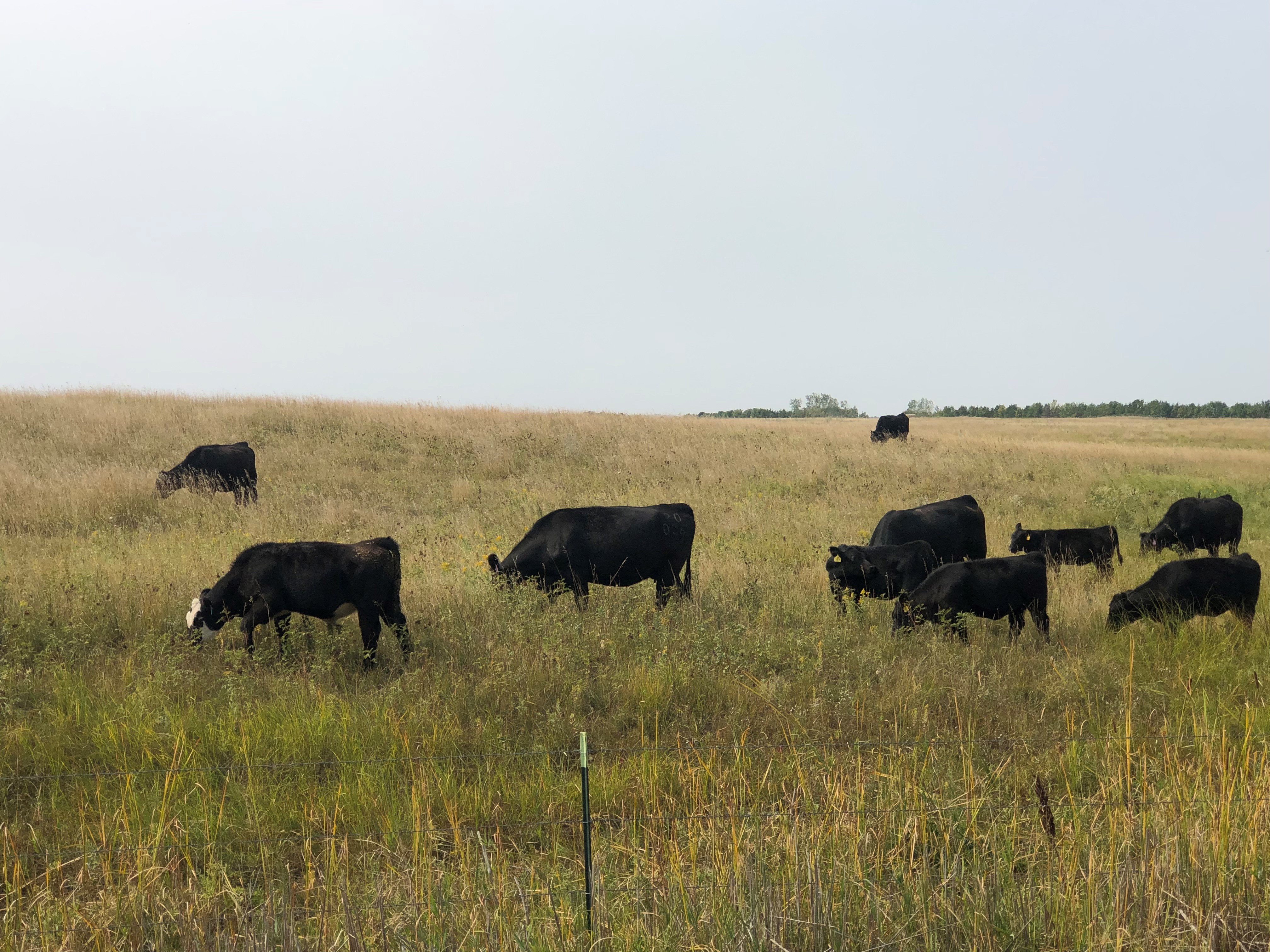 grazing