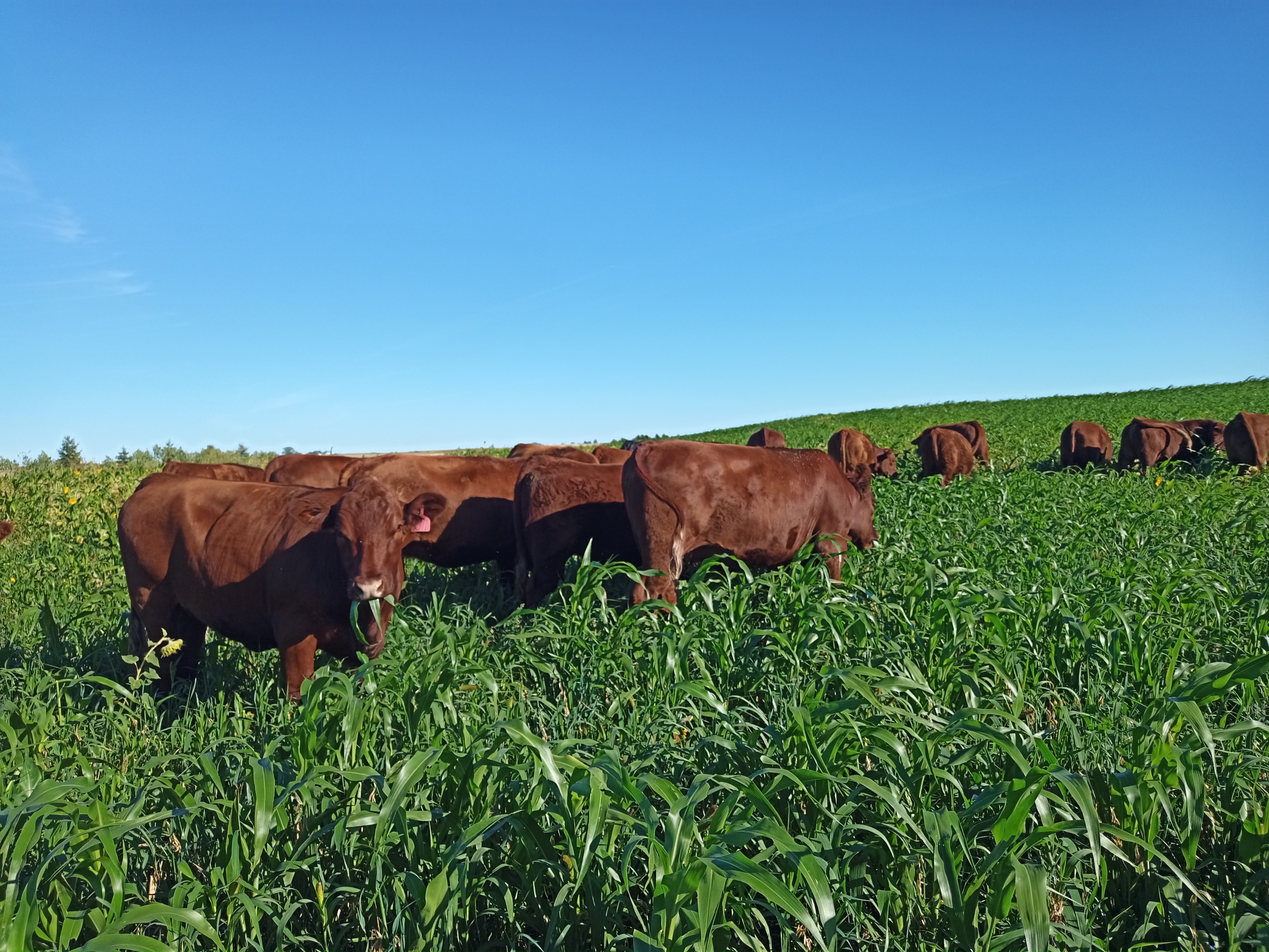 grazing