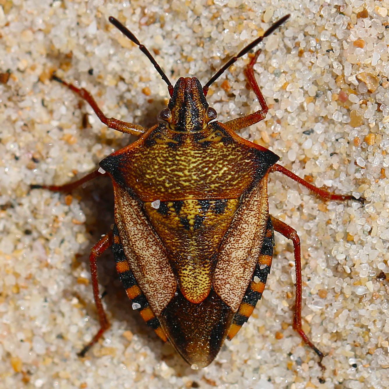 Carpocoris fuscispinus