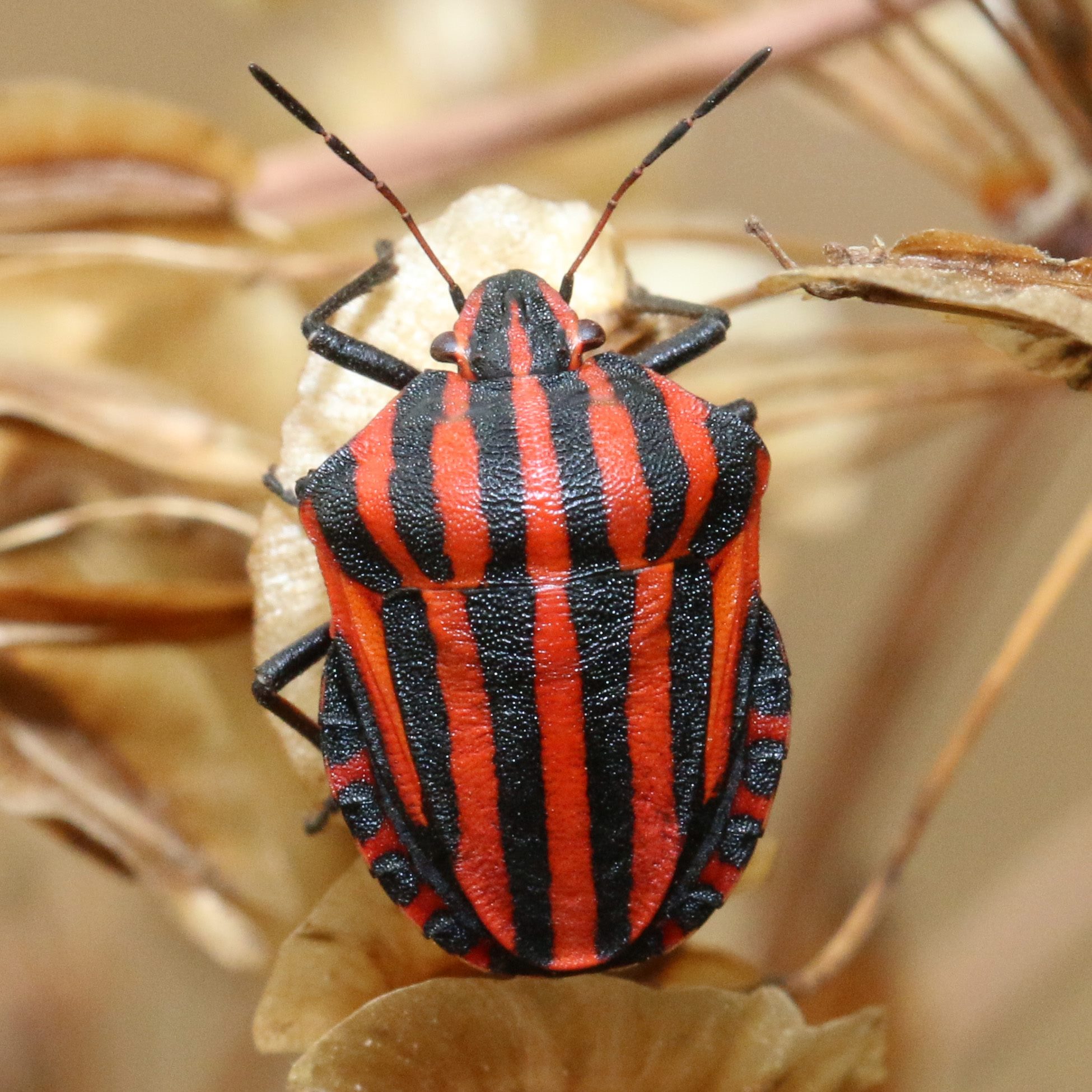Graphosoma lineatum