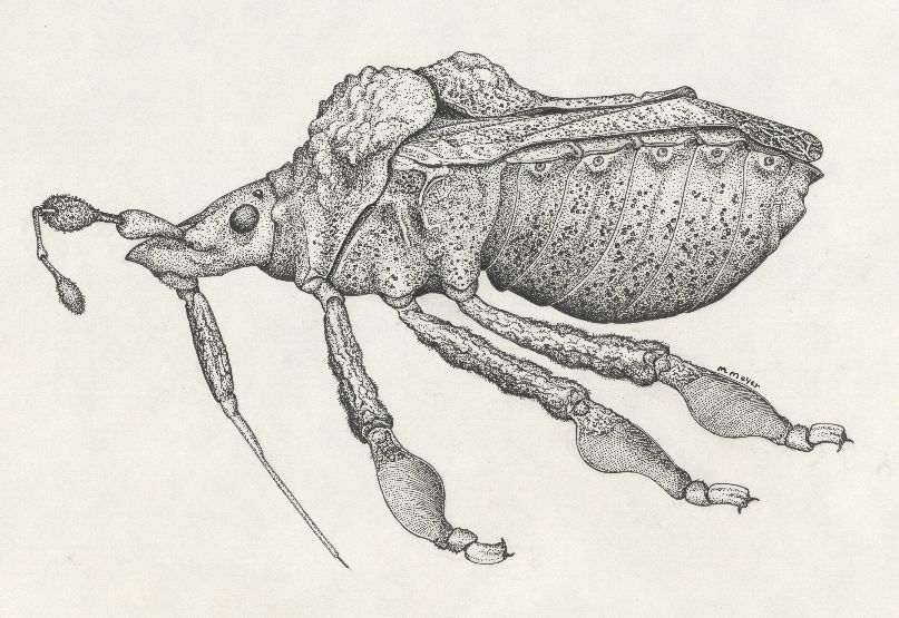 Stirotarsus abnormis